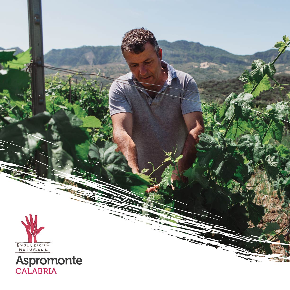 Scopri di più sull'articolo Aspromonte