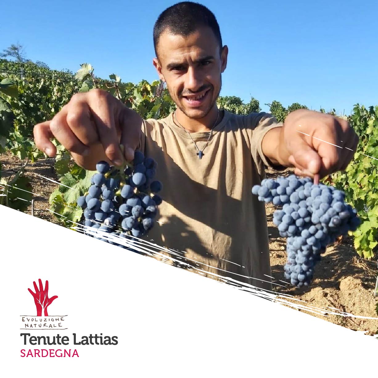 Scopri di più sull'articolo Tenute Lattias