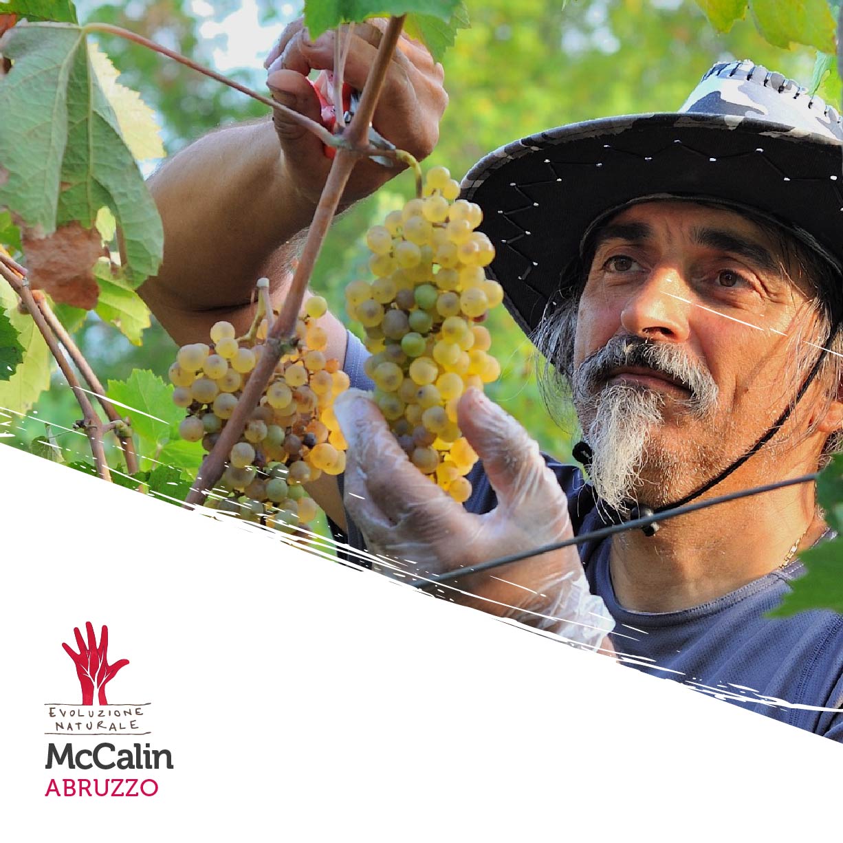 Scopri di più sull'articolo McCalin