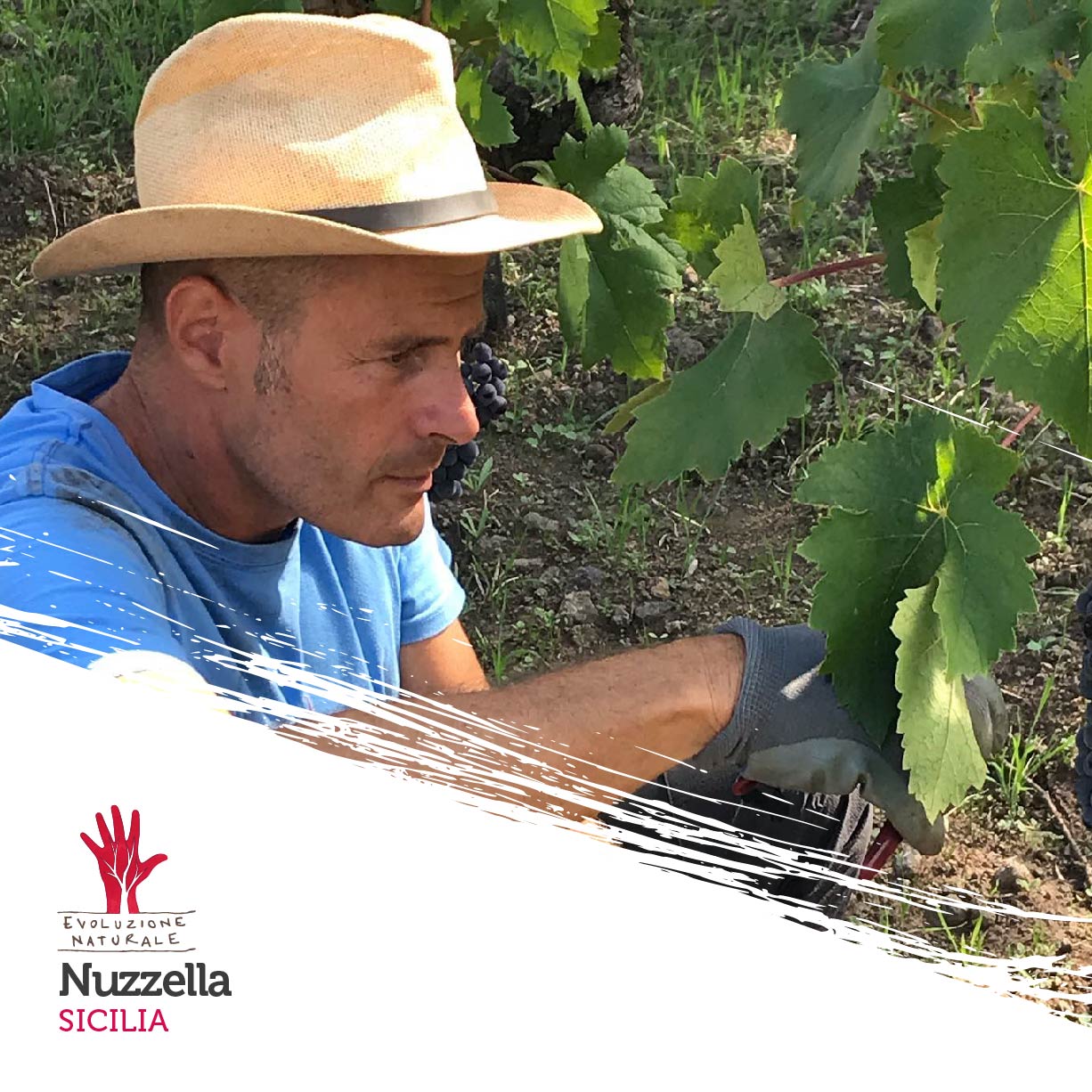 Scopri di più sull'articolo Nuzzella