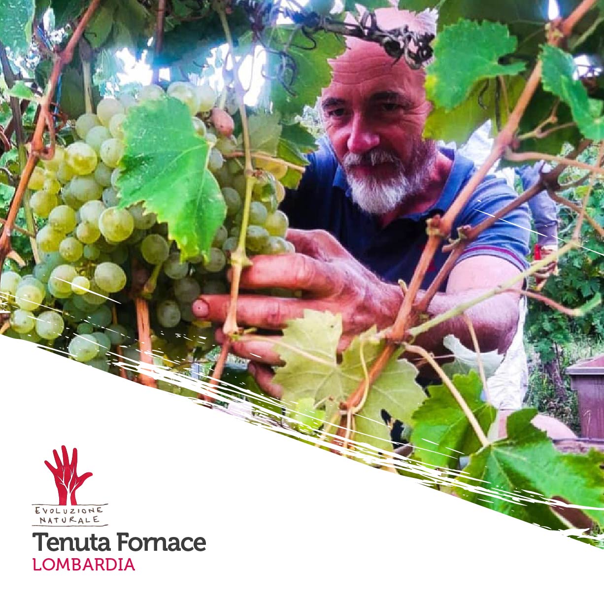 Scopri di più sull'articolo Tenuta Fornace