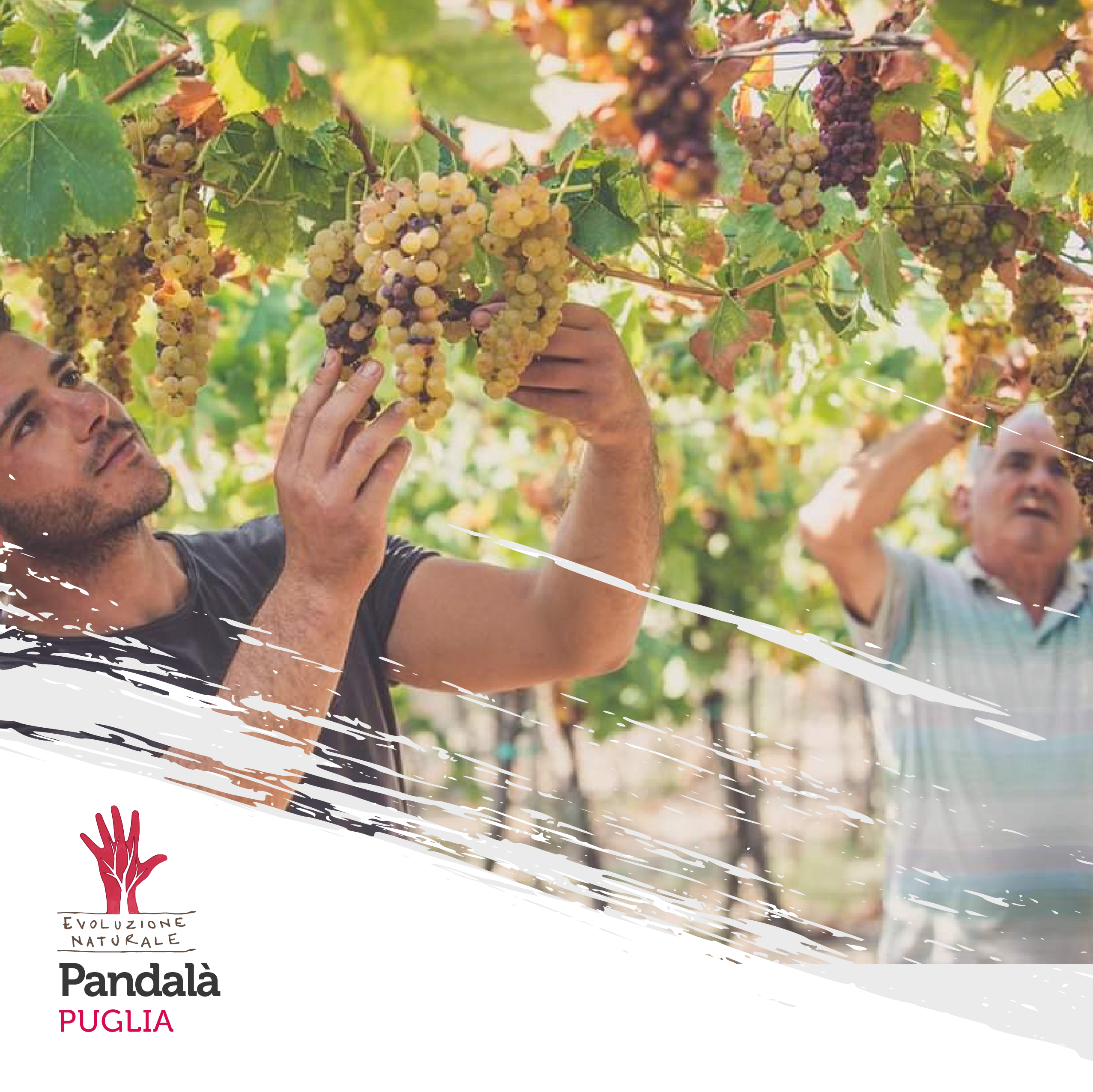 Scopri di più sull'articolo Pandalà