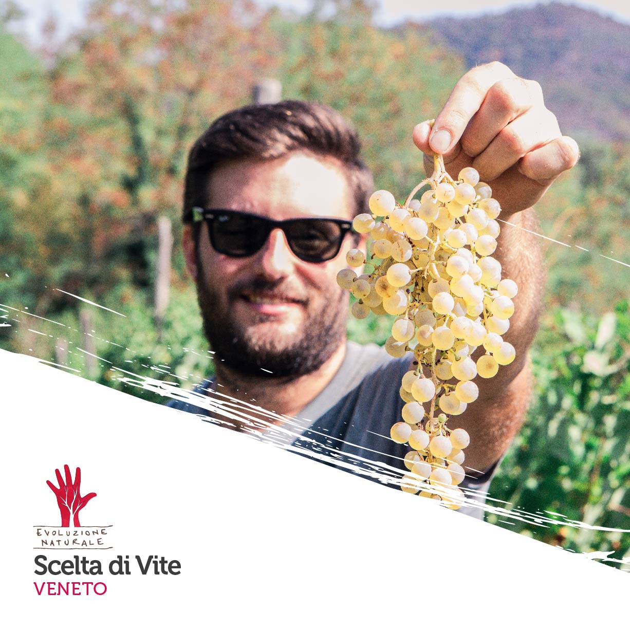 Scopri di più sull'articolo Scelta di Vite