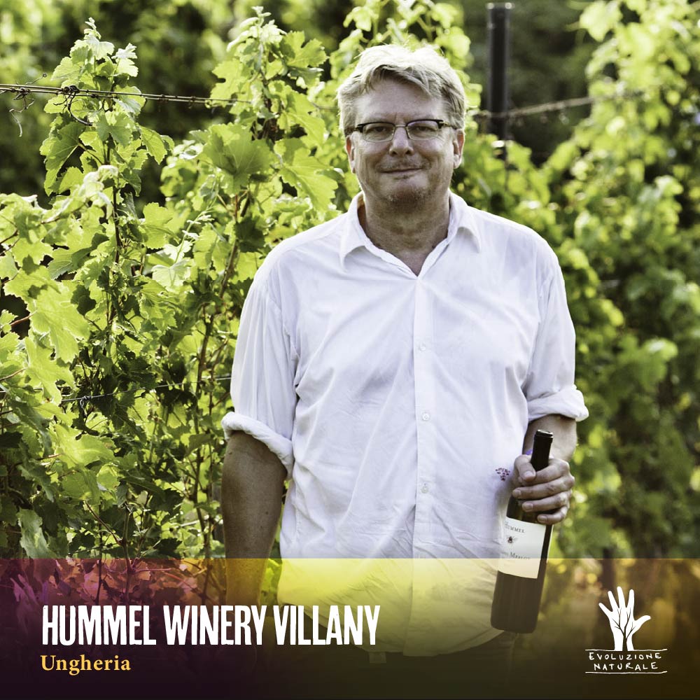 Scopri di più sull'articolo HUMMEL WINERY VILLANY