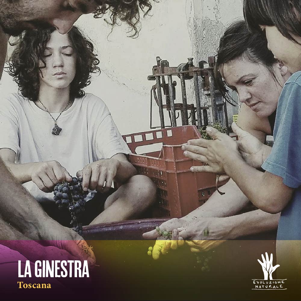 Scopri di più sull'articolo LA GINESTRA